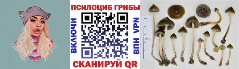 Галлюциногенные грибы Psilocybe  ОМГ ОМГ tor  Йошкар-Ола 
